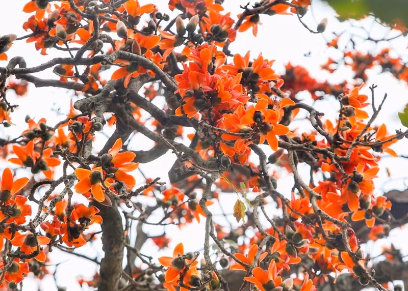 En invierno, estos árboles arrojan todas sus hojas para que las flores germinen como “chispas” en medio del aire. (Foto: VNA) En invierno, estos árboles arrojan todas sus hojas para que las flores germinen como “chispas” en medio del aire. (Foto: VNA)