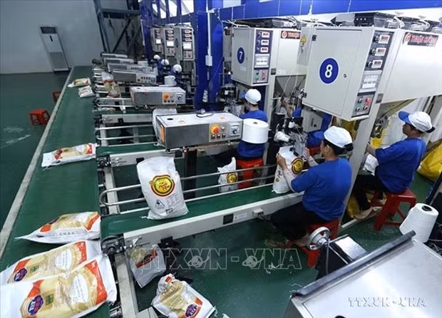 El valor de exportación de arroz de Vietnam alcanza nuevo récord. (Foto: VNA)