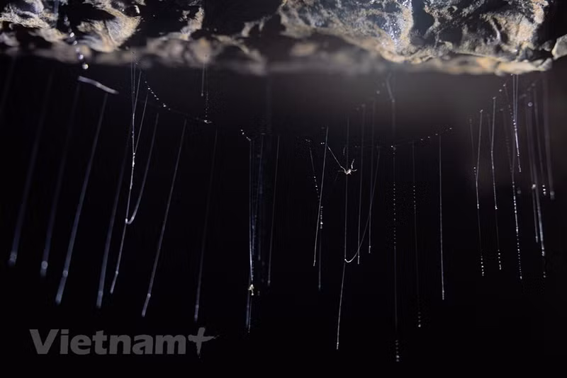 El agua se derrama sobre las columnas de estalactitas de la cueva Hang Va, con una antigüedad de millones de años. (Foto: Vietnam+)