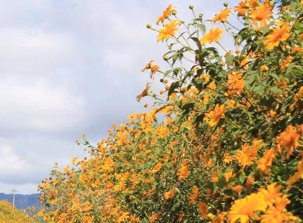 El amarillo de los girasoles silvestres en la Altiplanicie Occidental de Vietnam. (Foto: VNA)