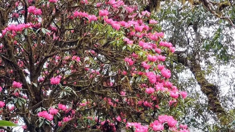 Temporada de rododendros en la reserva natural de Tay Con Linh.