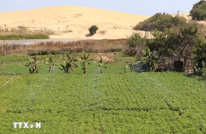 Con una inversión total superior a los 37,1 millones de dólares, el proyecto de adaptación climática se implementará en los distritos de Ninh Son, Ninh Phuoc y Thuan Nam de la provincia de Ninh Thuan (Foto: VNA)