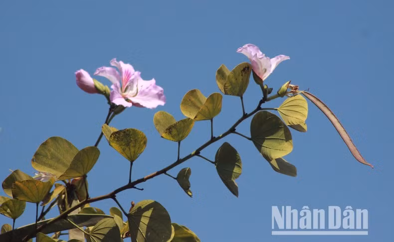El pistilo de Bauhinia tiene un sabor dulce y es muy popular entre las abejas.