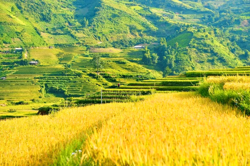 La admirable temporada del arroz maduro en el noroeste de Vietnam
