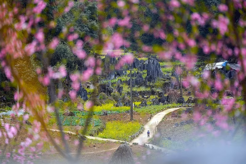 Las flores de melocotón en la primavera hacen que la belleza de la meseta de piedra de Dong Van sea más brillante.