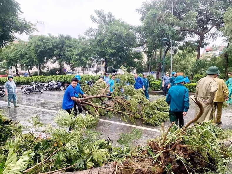 Jóvenes voluntarios se unen a las autoridades para limpiar los árboles caídos en las calles de Hanói. (Foto: Nhan Dan)