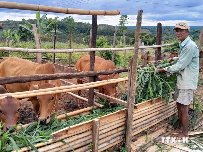 Las personas pobres en el distrito fronterizo de Bu Gia Map, después de recibir casas, también recibió vacas para mejorar la producción y condiciones de vida. (Foto: VNA)