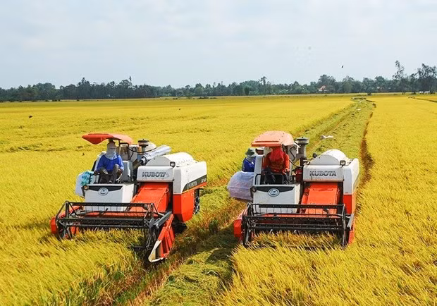 Precios de arroz exportable de Vietnam registran aumentos. (Foto: VNA) Precios de arroz exportable de Vietnam registran aumentos. (Foto: VNA)