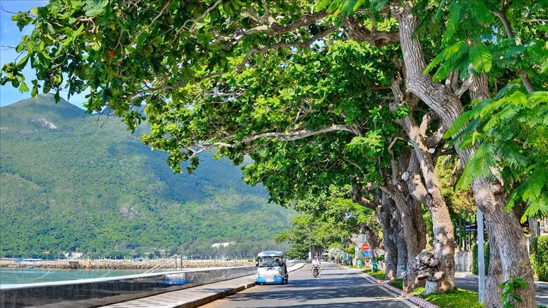 Las hileras de almendros son como “testigos vivientes” del cambio del distrito insular, “desde el infierno en la tierra” durante el colonialismo francés y el imperialismo estadounidense “hasta el paraíso turístico” en la actualidad.