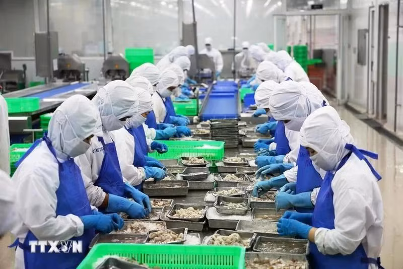 Línea de procesamiento de camarones para exportación en el distrito de Binh Chanh, Ciudad Ho Chi Minh. (Foto: VNA)