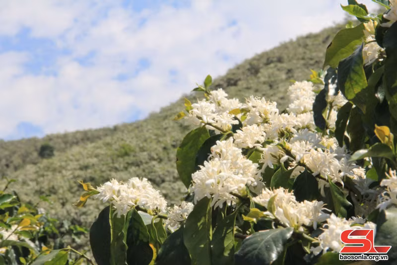 Contemplan temporada de floración de café en provincia de Son La (Foto: baosonla.vn)