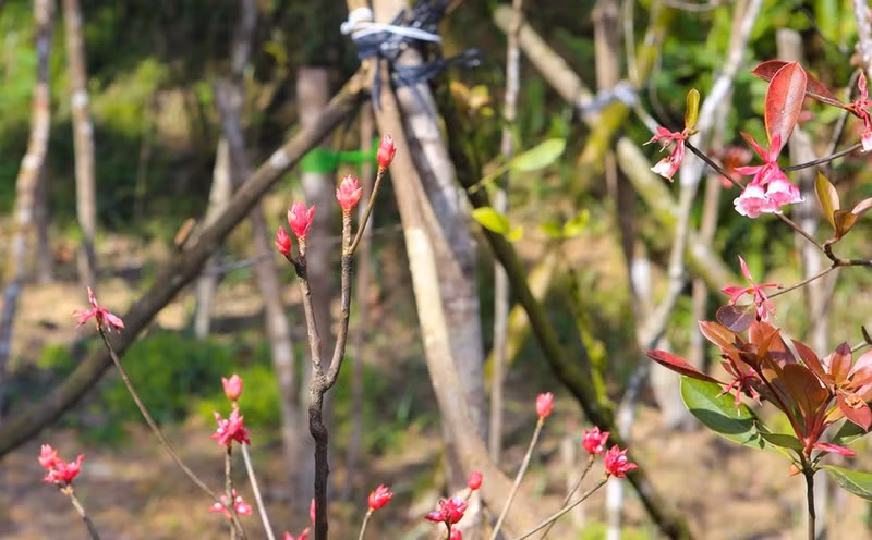 Las flores de durazno con forma de campana muestran la belleza de la vida y la primavera Las flores de durazno con forma de campana muestran la belleza de la vida y la primavera