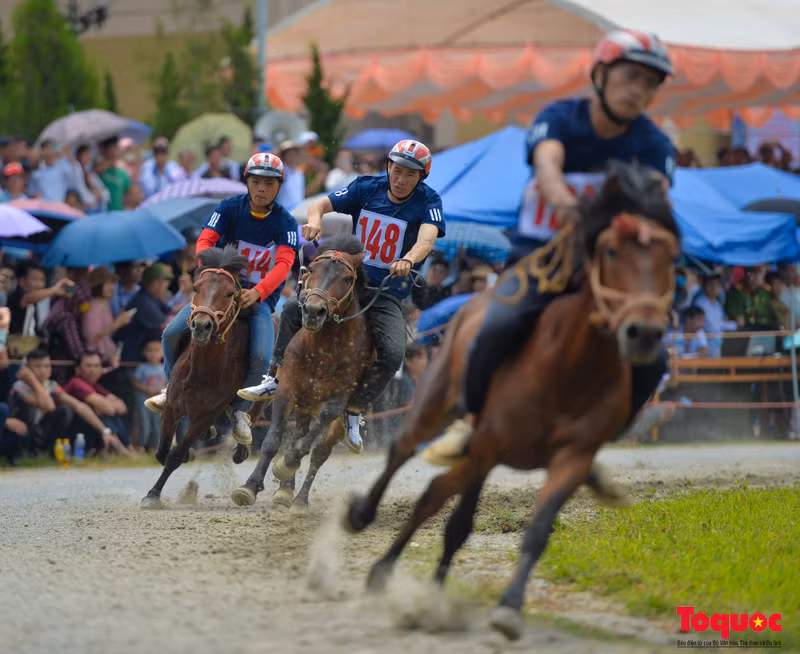 Los jinetes eligen un buen caballo con hermosos cascos, dientes fuertes y buen andar para participar en la carrera.