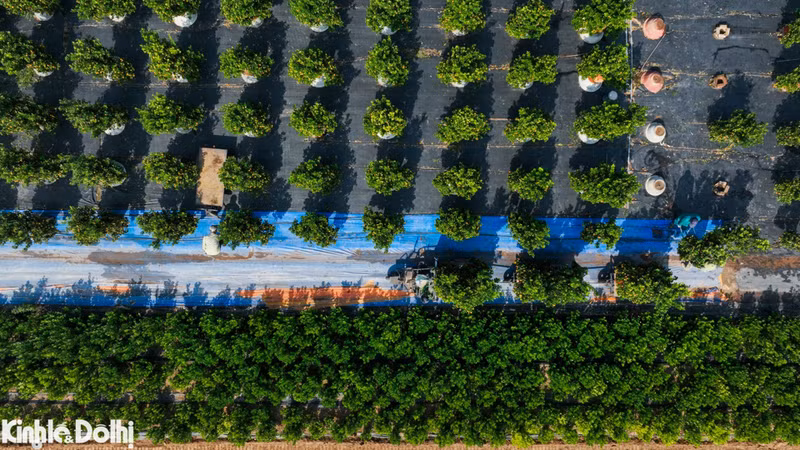 Los kumquats comienzan a ponerse amarillos, listos para dar la bienvenida a la festividad más importante del país.