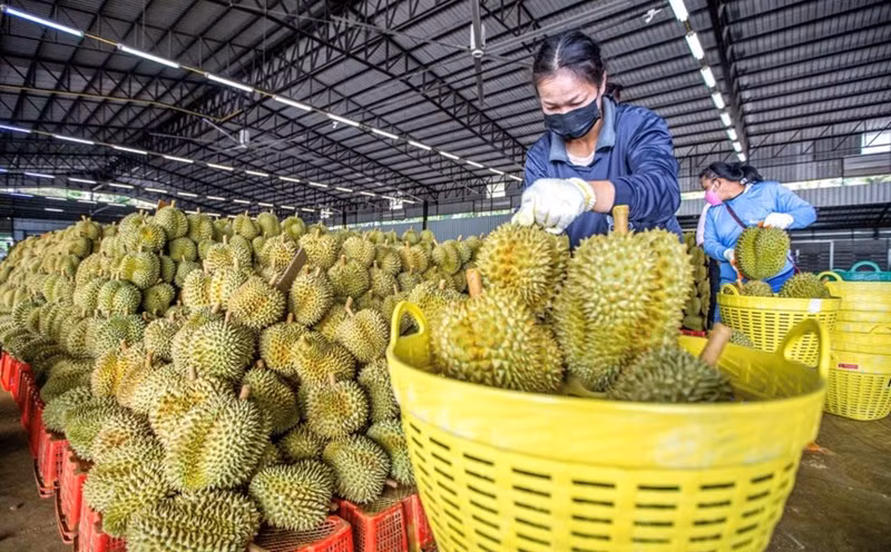 (Foto: laodong.vn)