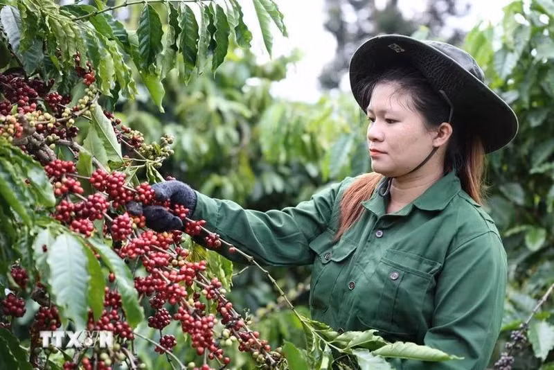 Las exportaciones de café de Vietnam alcanzaron 1,72 mil millones de dólares en el primer bimestre. (Foto: VNA)