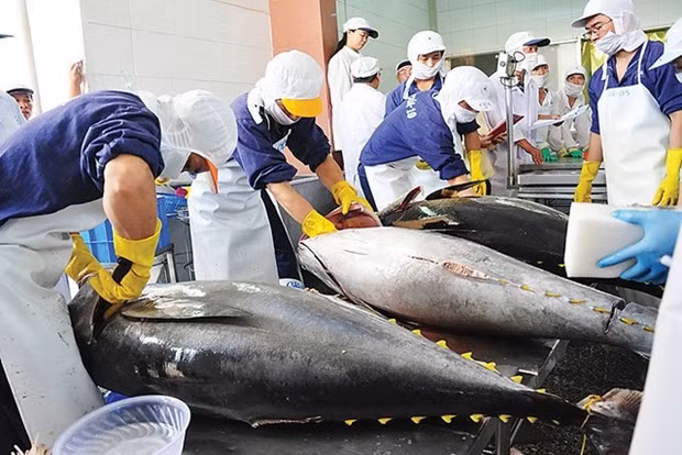 Exportaciones de atún al Reino Unido aumentarán en los próximos meses