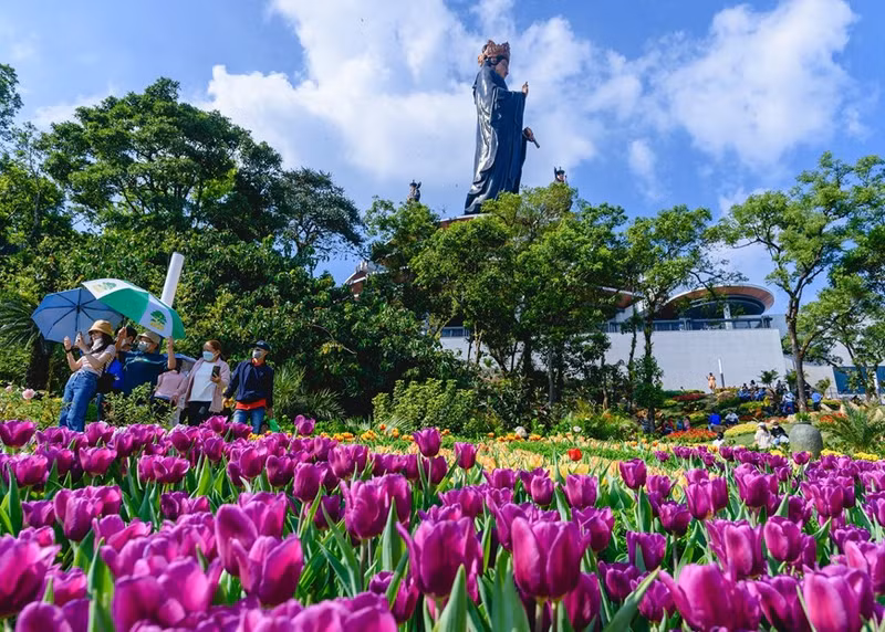Los tulipanes aparecen por primera vez en la cima de la montaña Ba Den, creando una atracción para los turistas