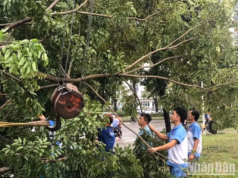 Un equipo de rescate de Cienco 5 talando árboles caídos (Foto: Van Toan)