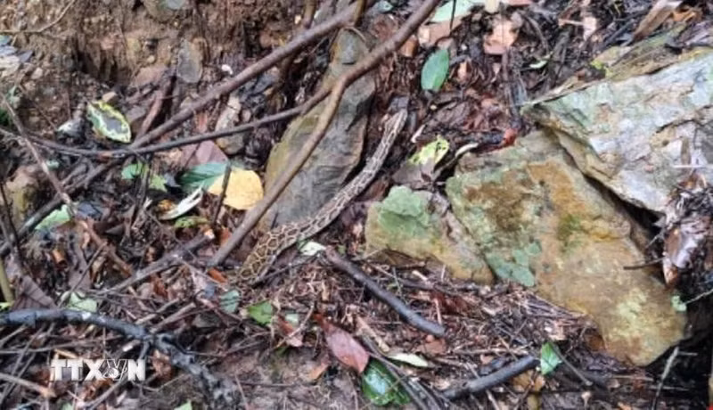 La serpiente rata oriental liberada a la naturaleza (Foto: VNA)