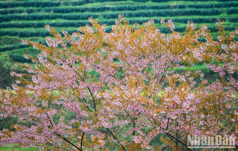 Los cerezos florecen en las exuberantes colinas de té verde.