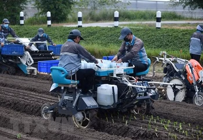 Los trabajadores en la granja de Kobuta en Tailandia (Foto: VNA)