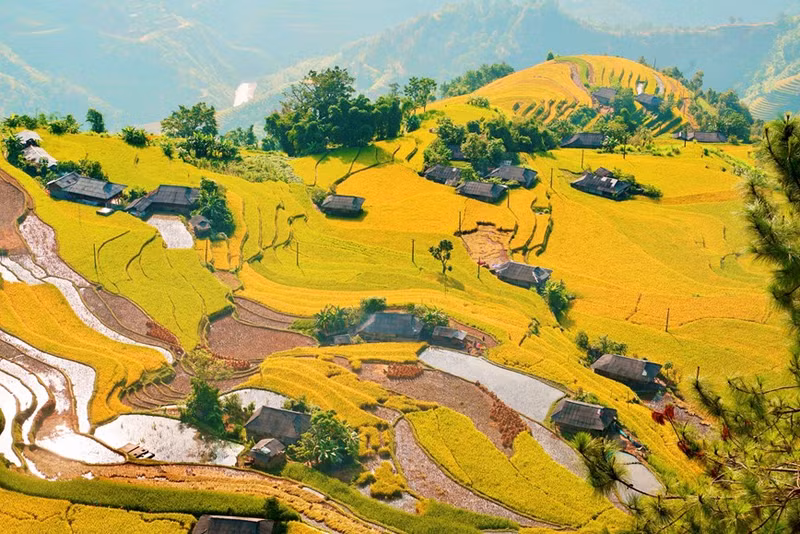 Ubicado en el oeste de la provincia vietnamita de Ha Giang, el distrito de Hoang Su Phi posee hermosos paisajes naturales con majestuosas montañas y arrozales en terrazas que se extienden hasta el horizonte.