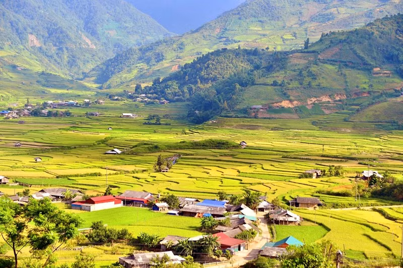 Viajar a Cang Chai durante la temporada del arroz maduro no solo permite admirar esta suerte de escaleras al cielo que se extienden a lo largo de las montañas y colinas del noroeste, sino también presenciar el singular espectáculo de la cosecha.