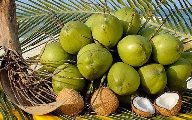 Los cocos frescos vietnamitas tienen la oportunidad de exportarse oficialmente a China. (Foto: hiephoiduabentre.vn)