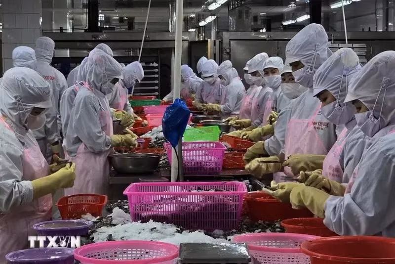 En una fábrica de procesamiento de productos acuícolas. (Foto: VNA)