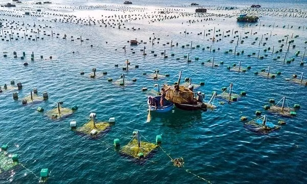 Khanh Hoa es una de las localidades con muchas ventajas en cultivo marino con muchas especies de alto valor económico. (Foto: VNA)