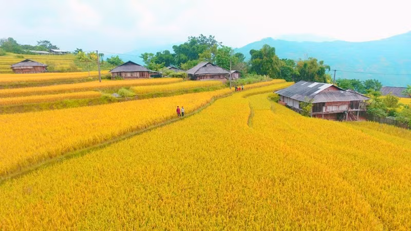 Desde septiembre hasta principios de octubre, el arroz maduro cambia de verde a dorado brillante, creando una escena cautivadora.