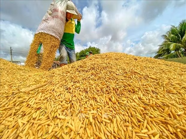 Cosecha de arroz verano-otoño en Can Tho. (Foto: VNA) Cosecha de arroz verano-otoño en Can Tho. (Foto: VNA)