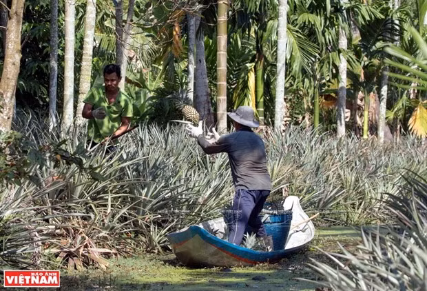Cosecha de piña (Foto: VNA)