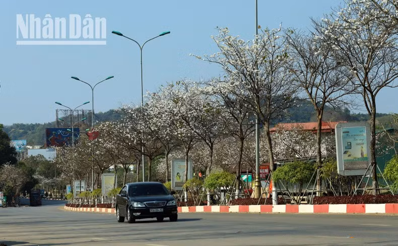 La ciudad de Son La organizará el Festival de Flores “Ban” el 15 y el 16 de marzo a fin de honrar, preservar y promover diversos tipos de patrimonio cultural nacional asociados al desarrollo turístico.
