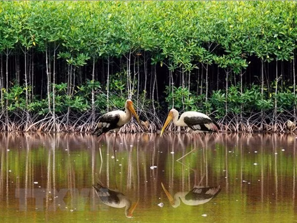 El sitio de Ramsar en Con Dao (Fotografía: VNA)