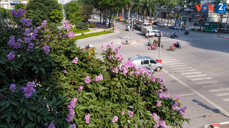 A lo largo de calles como Nguyen Thai Hoc, Kim Ma, My Dinh, Hoang Quoc Viet, comienzan a florecer estos árboles.