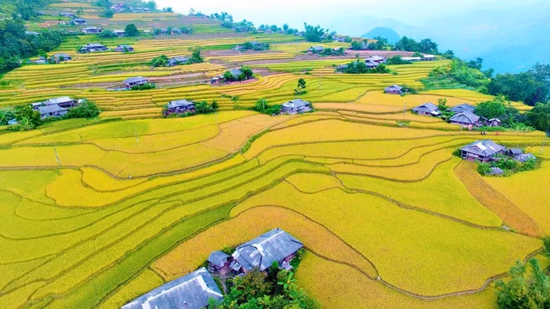 Los campos en terrazas de Hoang Su Phi se concentran principalmente en las comunas de Ban Luoc, San Sa Ho, Ban Phung, Ho Thau, Nam Ty y Thong Nguyen.