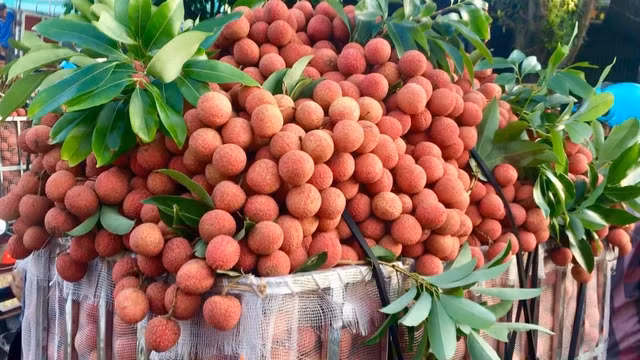 Lichi de Vietnam (Foto: chinhphu.vn)