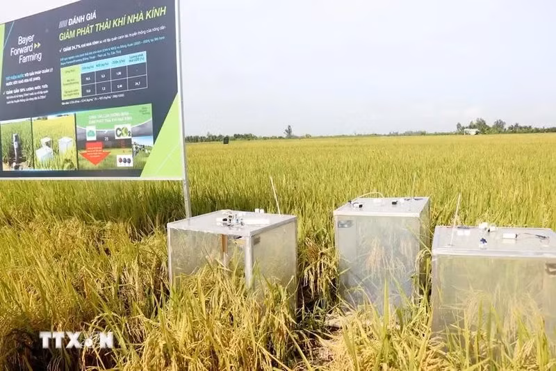 Se utiliza equipo para medir las emisiones de gases de efecto invernadero en un modelo de cultivo de arroz orgánico en Can Tho. (Foto: VNA)