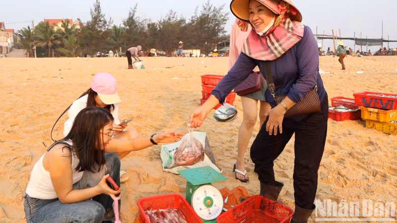 Quang Binh está en la temporada del pescado del sur, cuando el marisco es fresco y delicioso. Los precios han subido bastante, lo que hace muy felices a los pescadores.