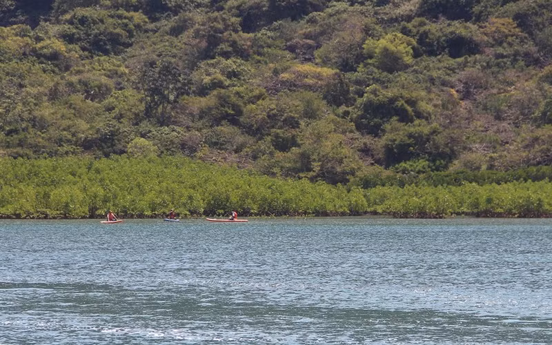 El bosque de mangles de Dam Bay es un destino atractivo para los turistas.