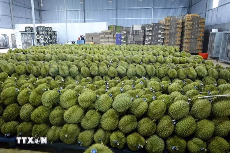 Vietnam cuenta actualmente con unas 150 mil hectáreas de durián y cosecha esta fruta tropical durante todo el año. (Fotografía: VNA)