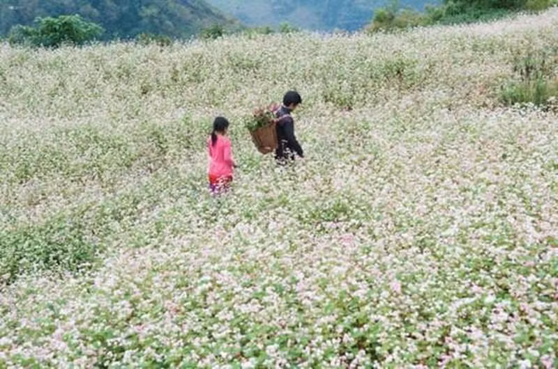 El Festival de Flores de Alforfón es una especialidad de la meseta rocosa de Dong Van. (Fotografía: Booking.com) El Festival de Flores de Alforfón es una especialidad de la meseta rocosa de Dong Van. (Fotografía: Booking.com)