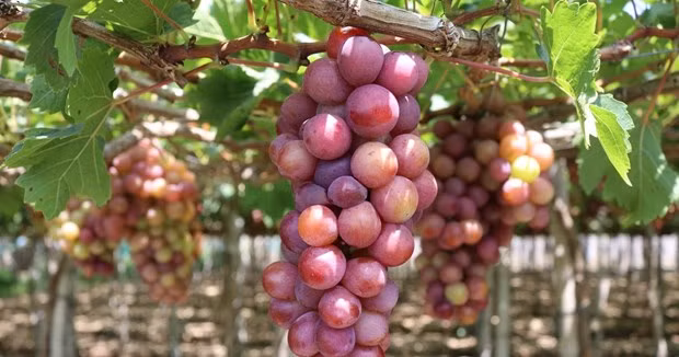 Uva de Ninh Thuan. (Fotografía: VNA)