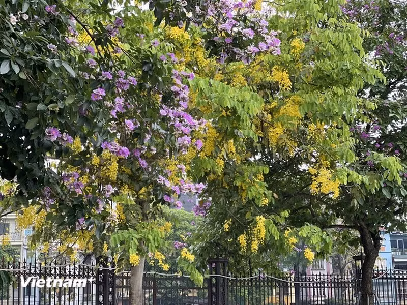 El color amarillo de la flor de caña fístula intercalado con el púrpura de la flor de reina crea un paisaje romántico.
