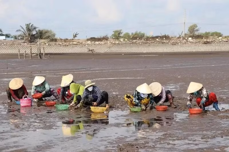 Cultivo de almejas de Ben Tre se recertifica en estándar del Consejo de Administración Marina. (Fotografía: VNA)