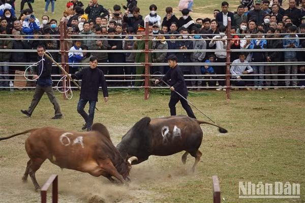 Los toros lidian con fiereza.
