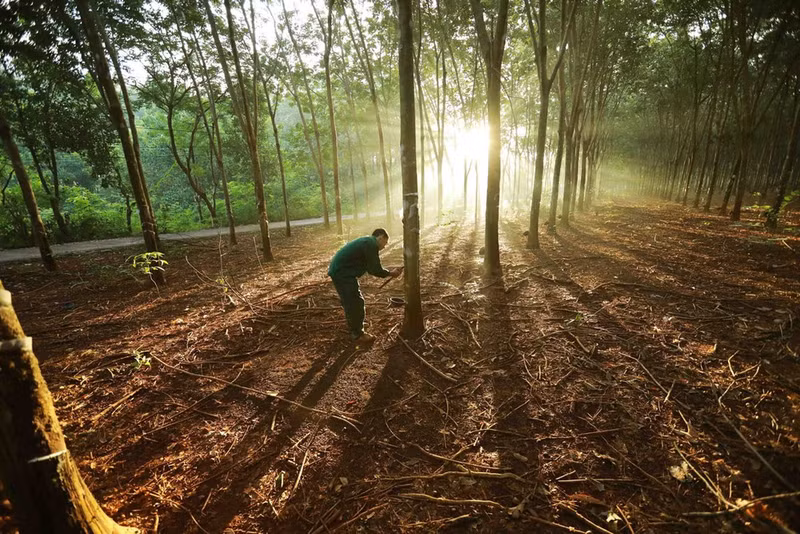 Explotación de látex de caucho en la granja de Dong Phu, en Vietnam. (Fotografía: VNA)