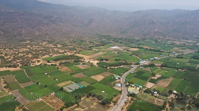 Área de cultivo de uva en la provincia de Ninh Thuan.